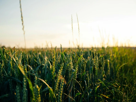 Picture of wheat fields