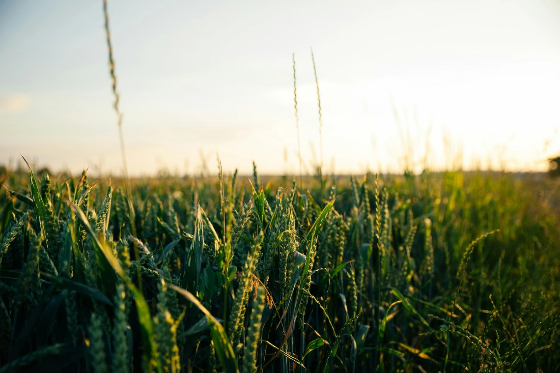 Picture of wheat fields