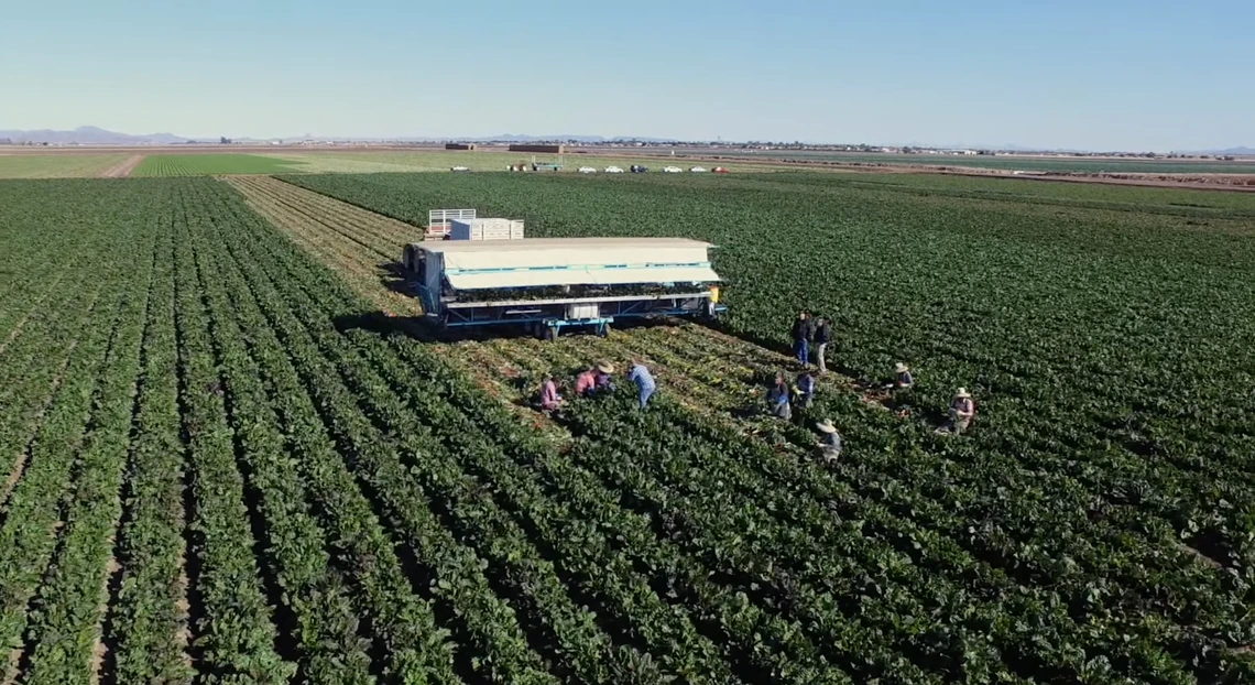 Picture of growers picking crops in Yuma