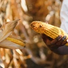 Picture of man holding corn