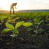 A person in an angricultural field