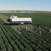 Picture of growers picking crops in Yuma